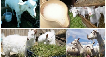 Když můžete začít pít mléko po jehnici kozy, výhody a hodnota kolostra